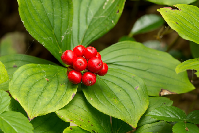 Обои картинки фото природа, Ягоды, ягоды, красные, листья