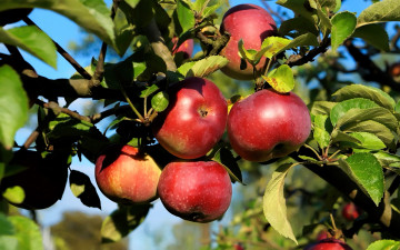 Картинка природа плоды яблоки ветка