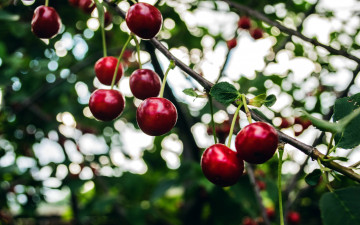 Картинка природа Ягоды вишни