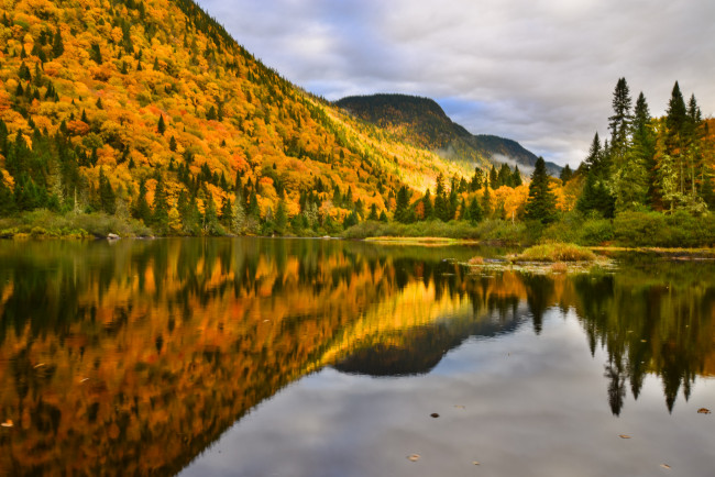 Обои картинки фото природа, реки, озера, лес, река