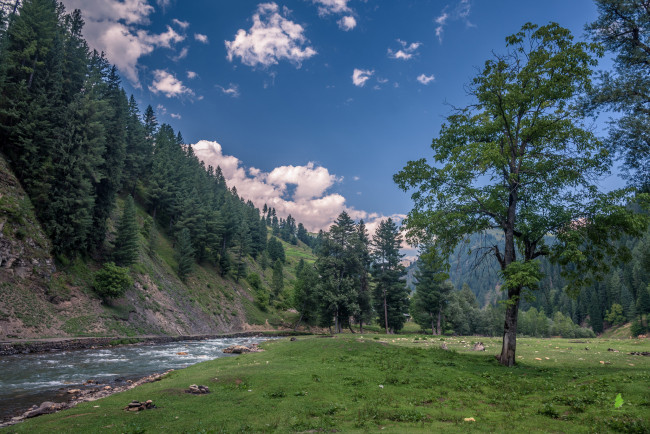 Обои картинки фото природа, реки, озера, река, лес