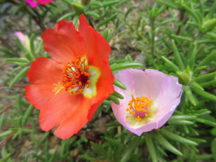 Картинка цветы портулак цвет макро