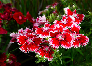 Картинка цветы гвоздики цветок