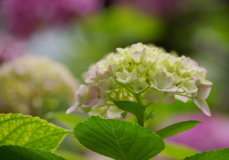 Картинка цветы гортензия краски черногория лето