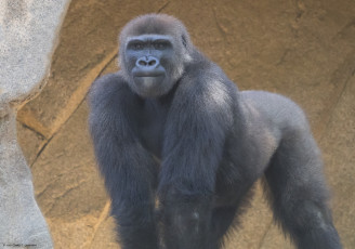 Картинка животные обезьяны животное камень природа большой обезьяна