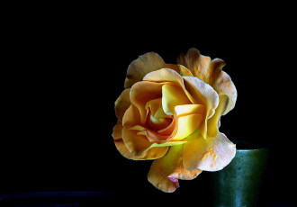 Картинка цветы розы роза