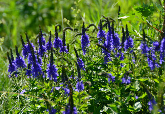 обоя цветы, немофилы,  вероники, синие, вероника