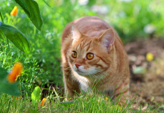 Картинка животные коты рыжий кот природа питомцы лето стёпка степан дача