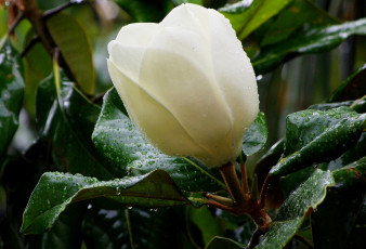 Картинка цветы магнолии магнолия дождь капли лето