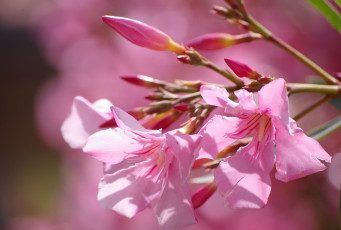 Картинка цветы лето свет розовый