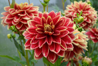 Картинка цветы георгины лето дача сад