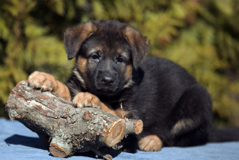 Картинка животные собаки щенок овчарка полено