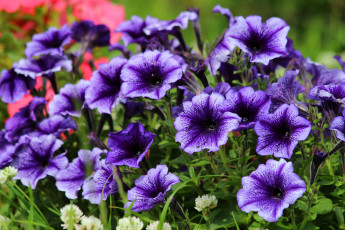Картинка цветы петунии +калибрахоа цветение природа петуния красота дача лето