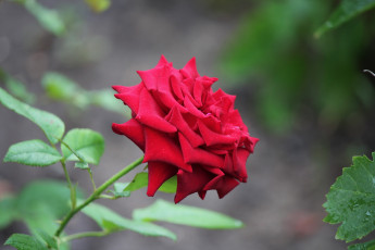 Картинка цветы розы роза лето июль