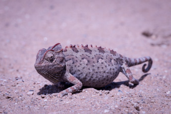 Картинка хамелионы животные хамелеоны камень ящерица окрас