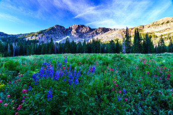 Картинка природа луга простор