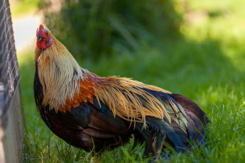 Картинка животные куры +петухи красота зооград август лето птица прогулка природа отдых путешествия