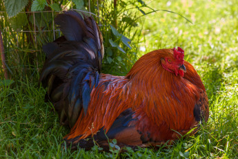 Картинка животные куры +петухи природа путешествия отдых птица прогулка зооград август лето красота