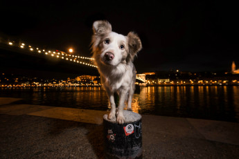 Картинка животные собаки пес