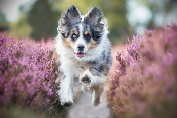 Картинка животные собаки порода шерсть животное окрас собака