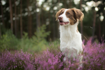 Картинка животные собаки животное порода собака окрас шерсть