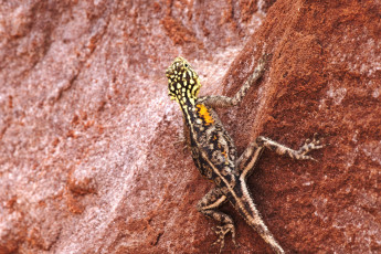 Картинка животные Ящерицы +игуаны +вараны камень окрас ящерица