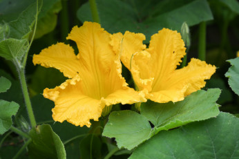 Картинка цветы цветущие+овощи +ягоды тыквы цветение желтый соцветие листья