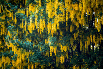 Картинка цветы глициния кустарник ветки куст цветение