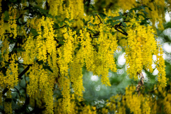 Картинка цветы глициния ветки куст цветение