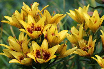 Картинка цветы лилии +лилейники природа лето красота дача цветение