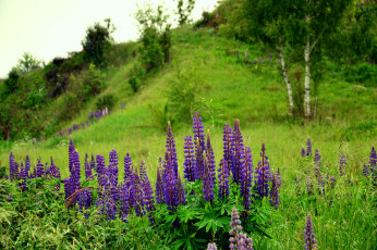 Картинка цветы люпин пейзаж полевые