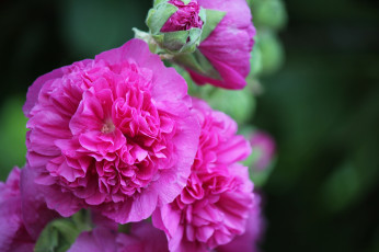 Картинка цветы мальвы мальва цвет цветение