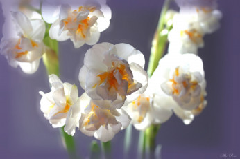 Картинка цветы нарциссы лепестки нарцисс цветение желтый