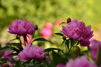 Картинка цветы пионы пион листья бутон лепестки цветение