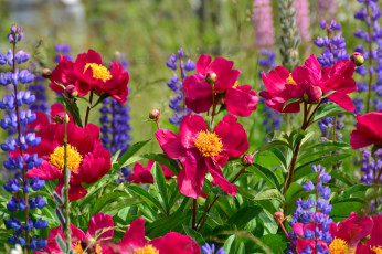 Картинка цветы разные+вместе пионы люпины