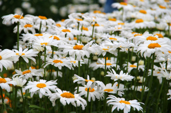 Картинка цветы ромашки цветение лето природа красота