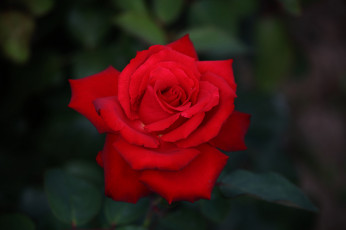 Картинка цветы розы цветок