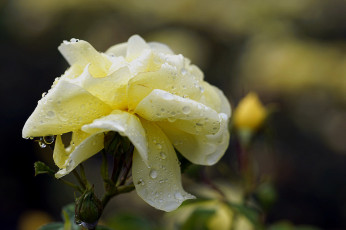 Картинка цветы розы роза