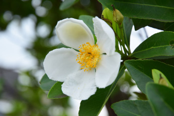 Картинка цветы шиповник цветение белый цветок листья ветка