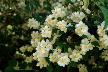 Картинка цветы жасмин дача красота лето