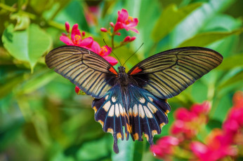 Картинка животные бабочки +мотыльки +моли бабочка