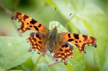 Картинка животные бабочки +мотыльки +моли бабочка