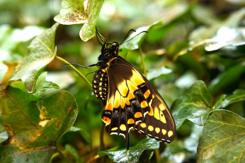 Картинка животные бабочки +мотыльки +моли бабочка