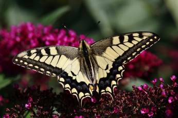 Картинка животные бабочки +мотыльки +моли бабочка