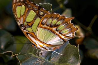 Картинка животные бабочки +мотыльки +моли бабочка