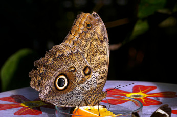 Картинка животные бабочки +мотыльки +моли бабочка