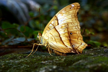 Картинка животные бабочки +мотыльки +моли бабочка