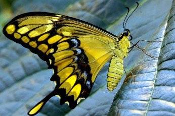 Картинка животные бабочки +мотыльки +моли бабочка