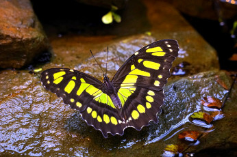 Картинка животные бабочки +мотыльки +моли бабочка