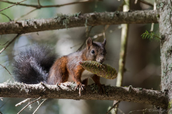 Картинка животные белки ушка белка милашка хвостик лапки